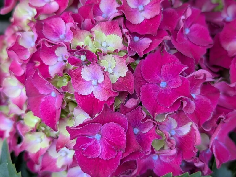 For big impact, choose hydrangeas