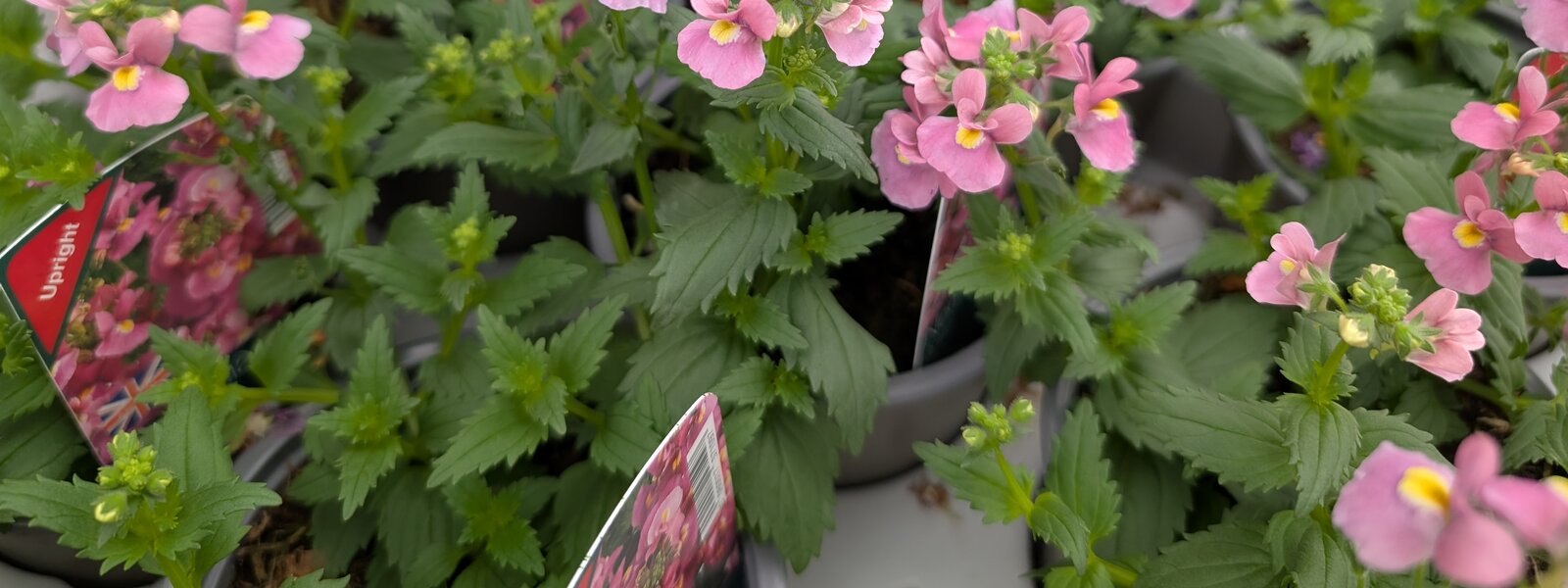 Fill your pots and baskets!