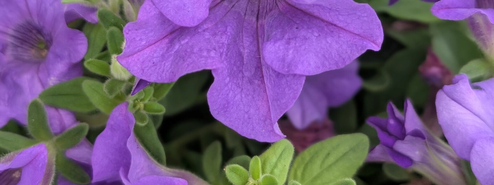 Fill your pots and baskets!