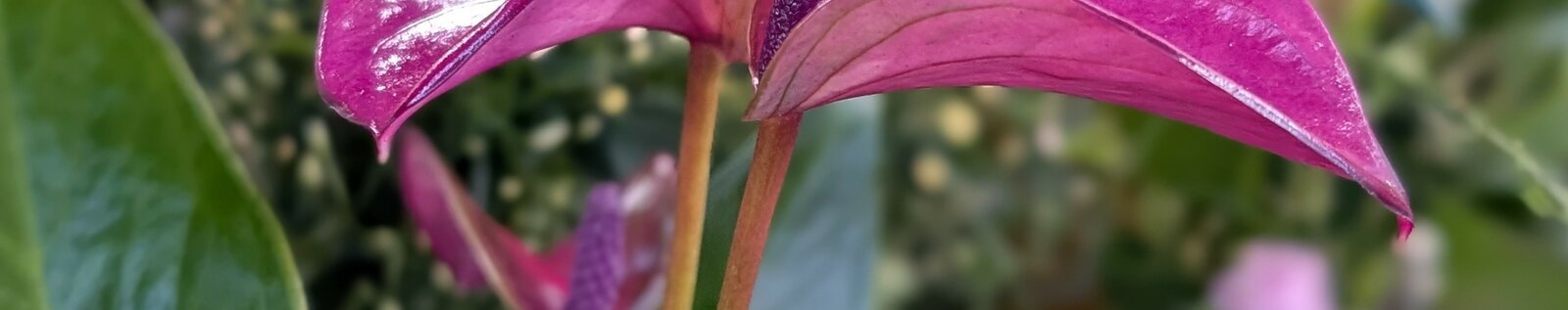 Happiness with houseplants!