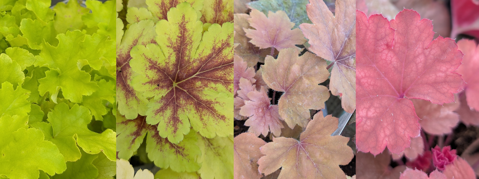 Heuchera