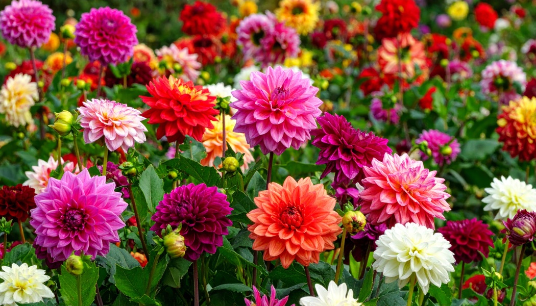 Plan for a stunning summer!