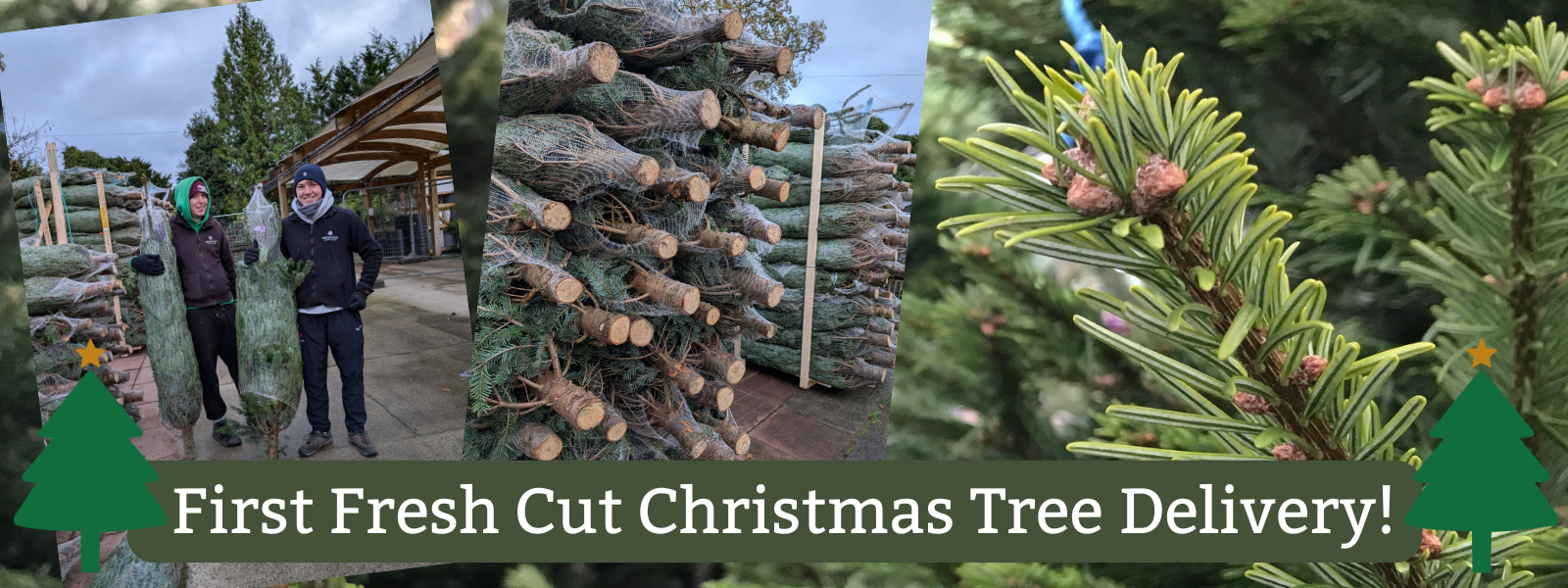 Fresh Cut Christmas Trees!