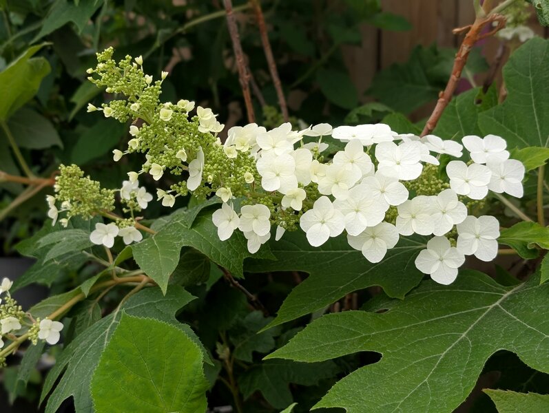 Summer blooms, autumn foliage