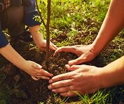 Tree Planting Tips from Frank P Matthews