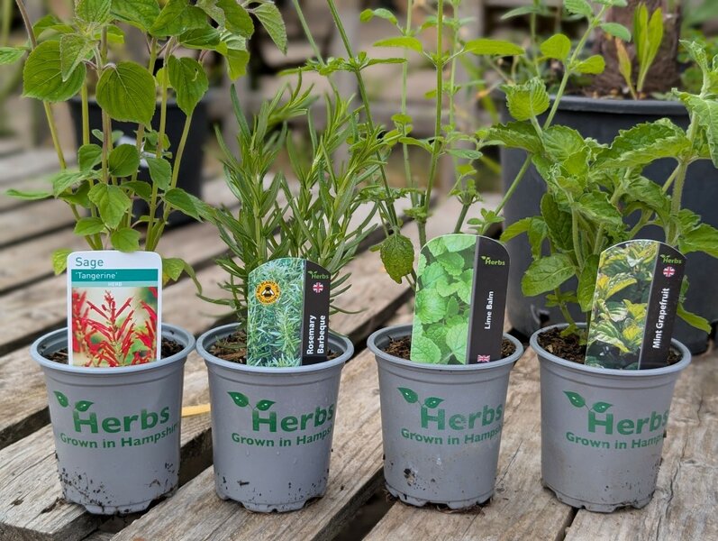 Fresh herbs