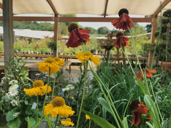 Late summer perennials