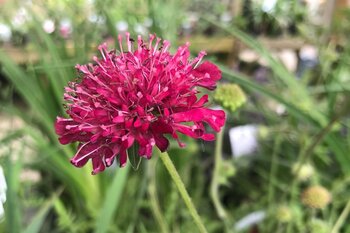 Long-lasting planting