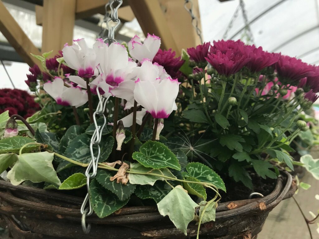 Plant autumn pots - Ashtead Park Garden Centre | Surrey