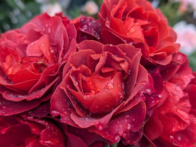 Roses are in flower!