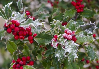 Traditional appeal: why we love Holly and Ivy
