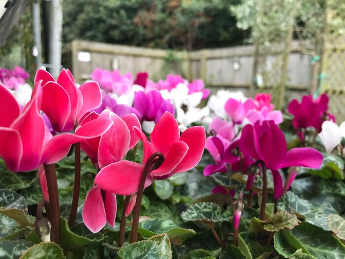 Cyclamen & Dianthus