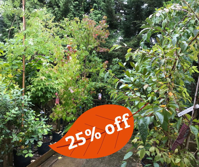 Selected trees 25% off