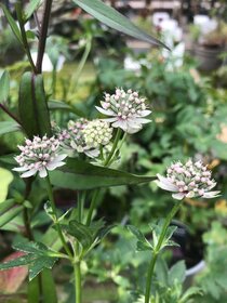 Autumn perennials