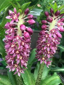 Autumn perennials