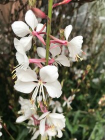 Autumn perennials