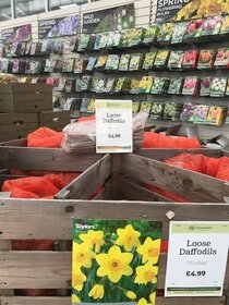 Spring flowering bulbs to plant this autumn