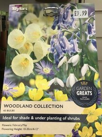 Spring flowering bulbs to plant this autumn