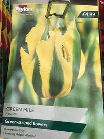 Spring flowering bulbs to plant this autumn