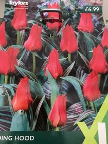 Spring flowering bulbs to plant this autumn