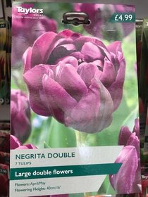 Spring flowering bulbs to plant this autumn