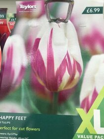 Spring flowering bulbs to plant this autumn