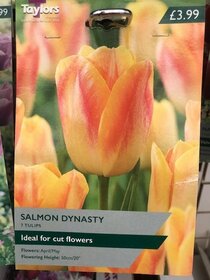 Spring flowering bulbs to plant this autumn