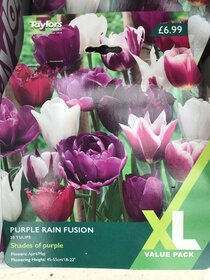 Spring flowering bulbs to plant this autumn