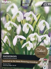 Spring flowering bulbs to plant this autumn