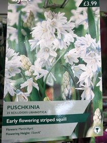 Spring flowering bulbs to plant this autumn