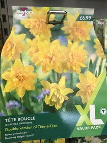 Spring flowering bulbs to plant this autumn