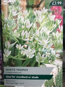 Spring flowering bulbs to plant this autumn