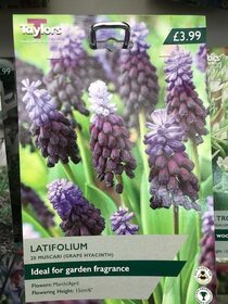 Spring flowering bulbs to plant this autumn