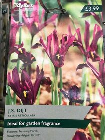 Spring flowering bulbs to plant this autumn