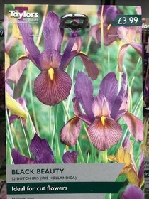 Spring flowering bulbs to plant this autumn