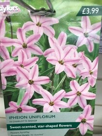 Spring flowering bulbs to plant this autumn