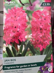 Spring flowering bulbs to plant this autumn