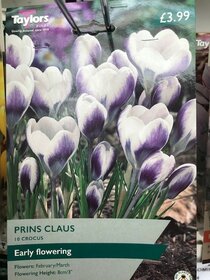 Spring flowering bulbs to plant this autumn