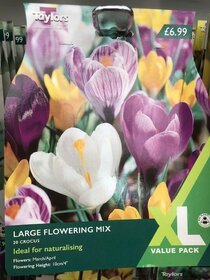 Spring flowering bulbs to plant this autumn