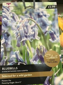 Spring flowering bulbs to plant this autumn